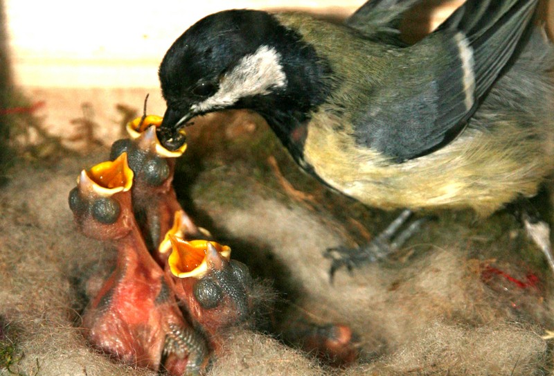 Kohlmeisen im Tierbeobachtungshaus