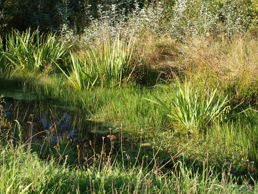 Weiher im Biotop