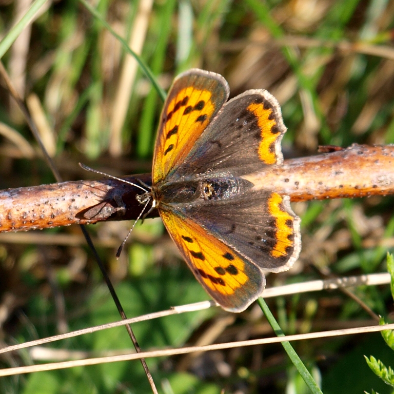 Kleiner Feuerfalter (Lycaena phlaeas)