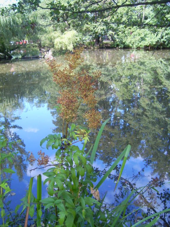 Impressionenn vom Forstweiher