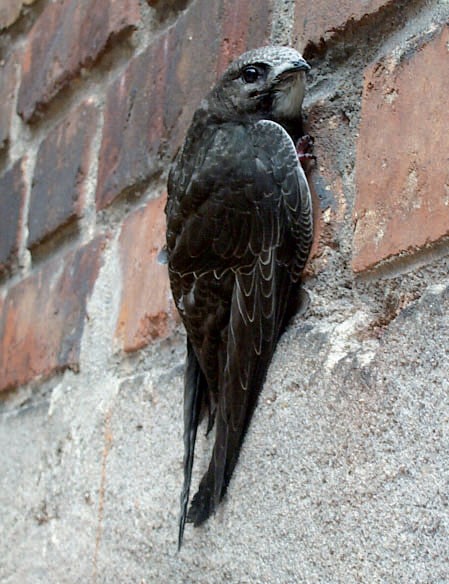 Junger Mauersegler an Hauswand