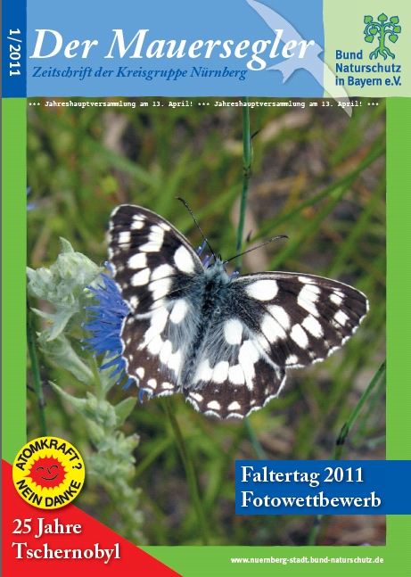 Mauersegler 1/2011