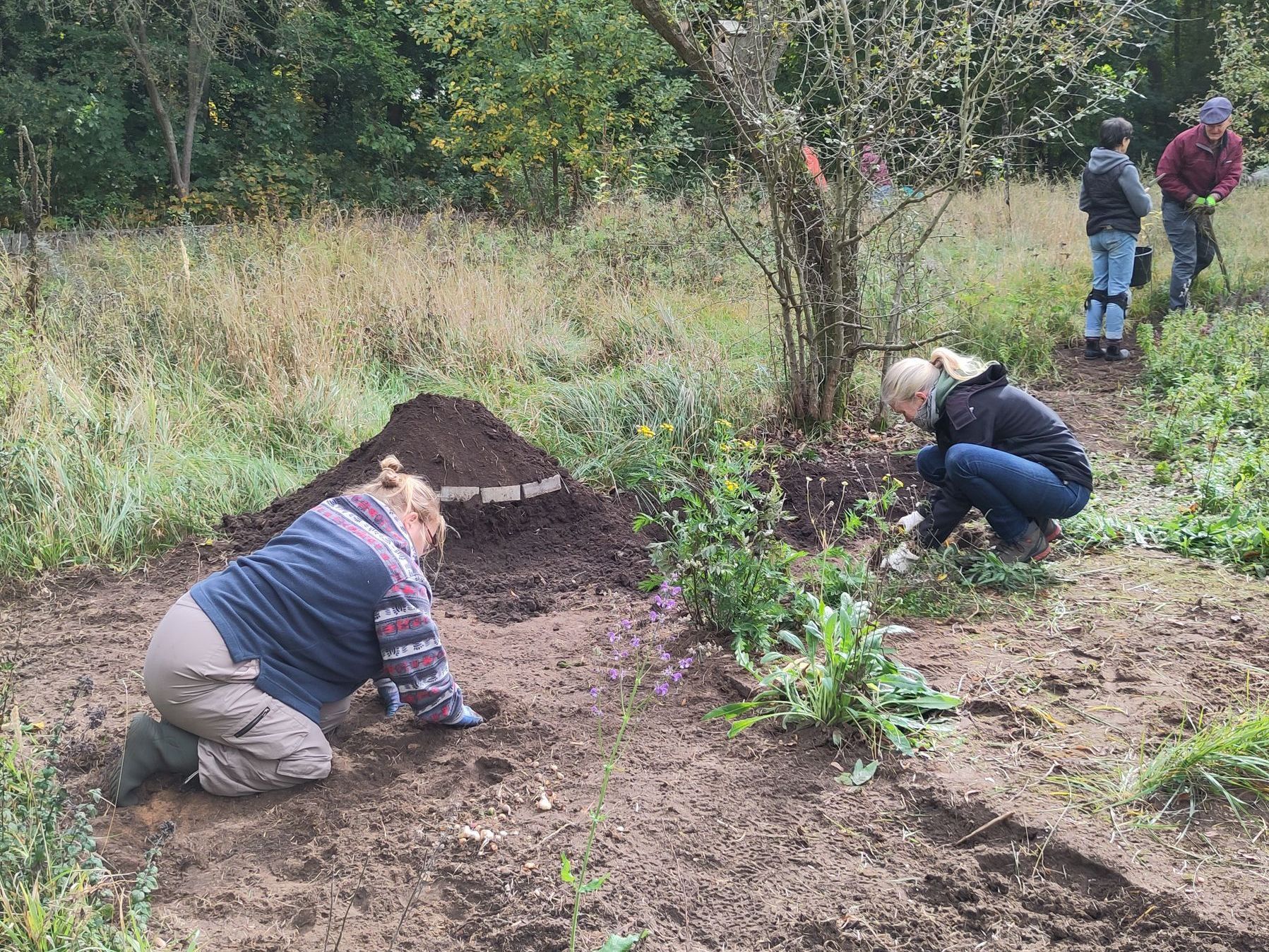 Blumenzwiebeln pflanzen