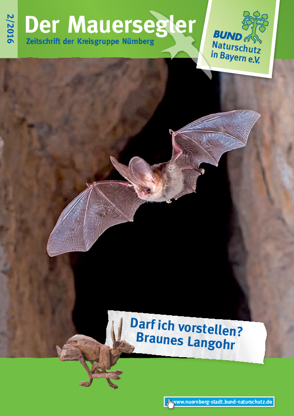Mauersegler 2/2016