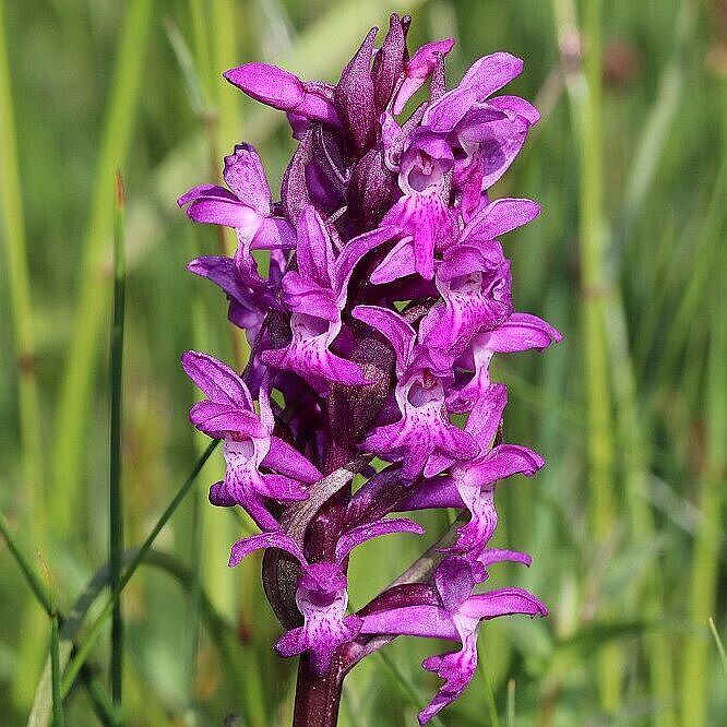 Dactylorhiza majalis (Foto: Wolfgang Dötsch) Dactylorhiza majalis