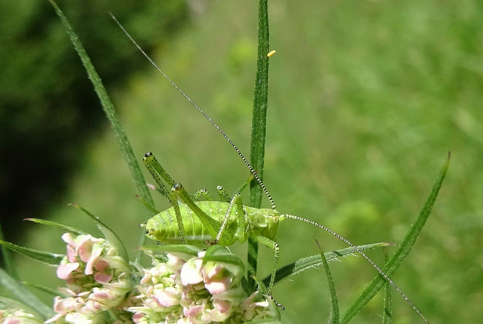 Leptophyes albovittata - Gestreifte Zartschrecke (Männchen)/Foto: Heike Wirth Leptophyes albovittata
