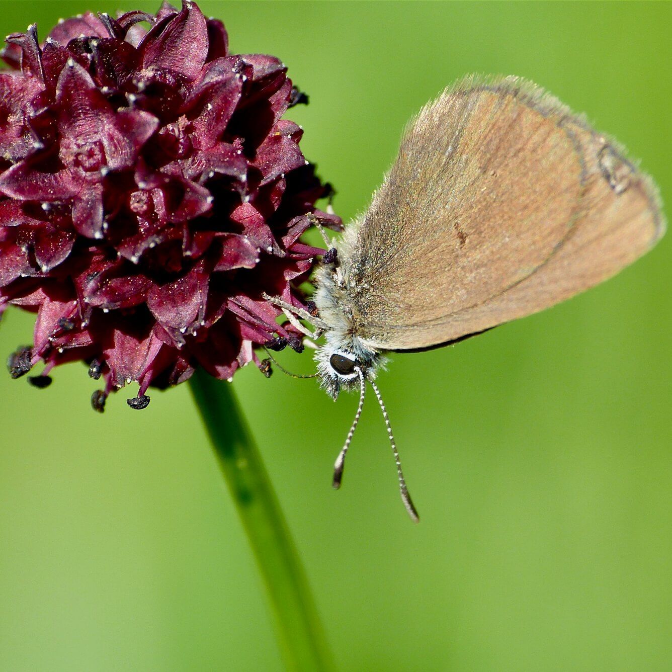 Dunkler Wiesenknopf-Ameisenbläuling