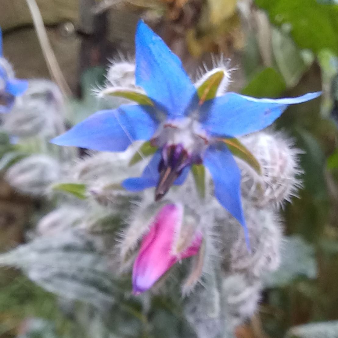 Borretschblüte (Foto: Sonja Moises) Borretschblüte