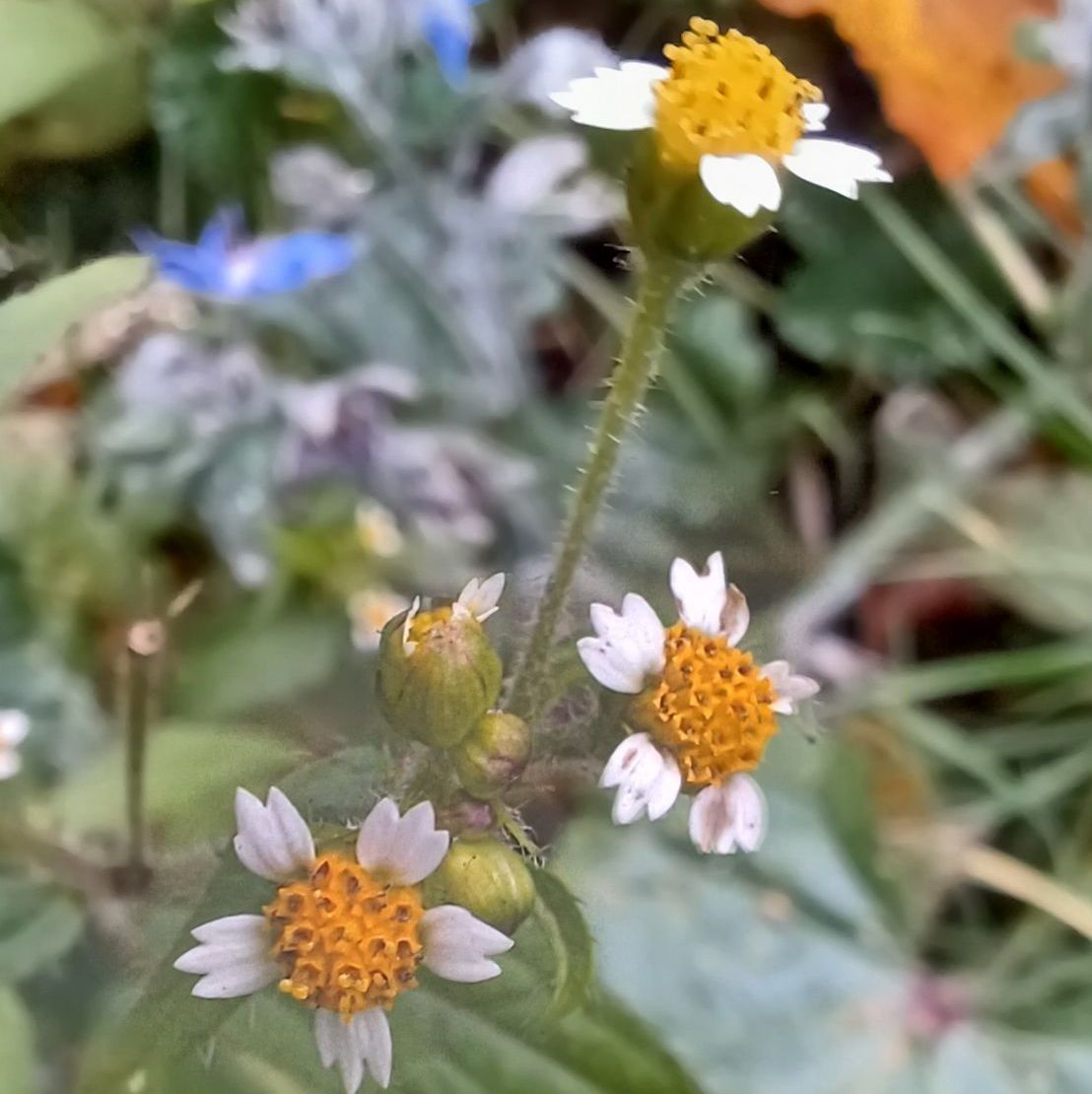 Knopfkraut (Foto: Sonja Moises) Knopfkraut