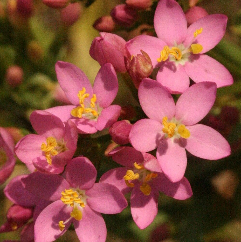 Echtes Tausengüldenkraut