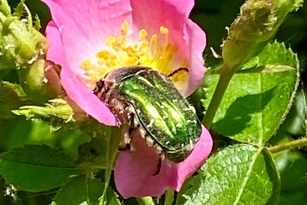 Käfer auf Rosenblüte