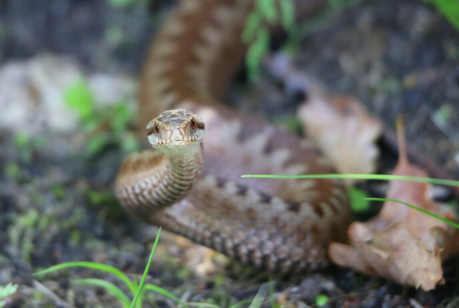 Vipera berus - Kreuzotter