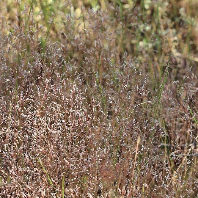 Nelken-Haferschmiele