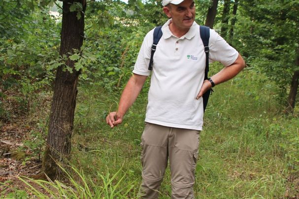 Wolfgang Dötsch zeigt Carex pendula