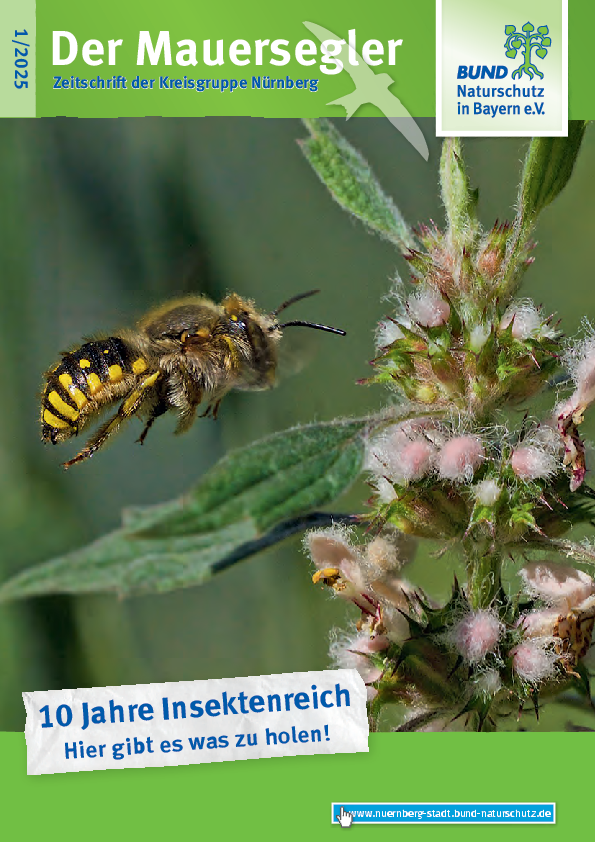 Titelbild Mauersegler 01/2025