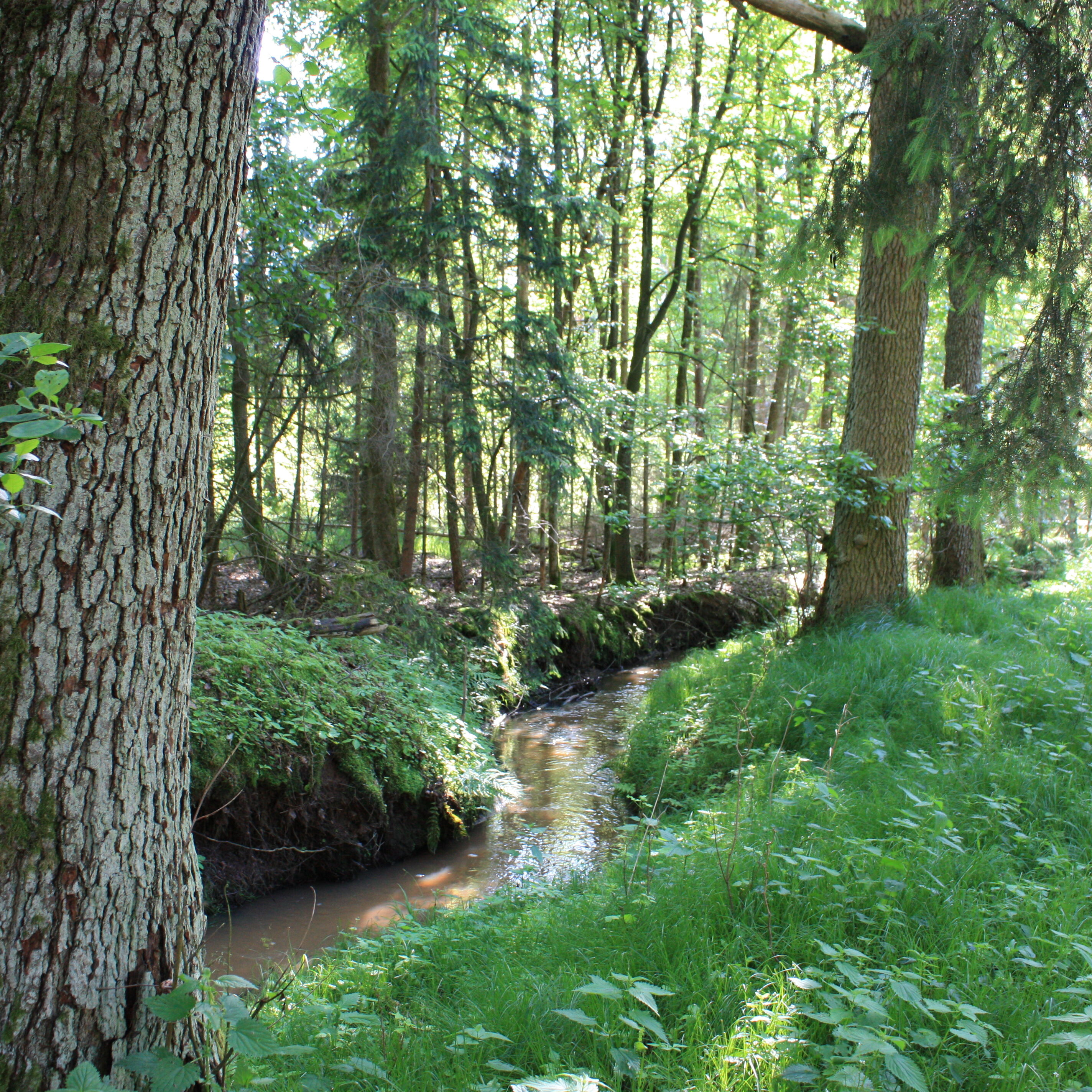 Lebensraum Wald