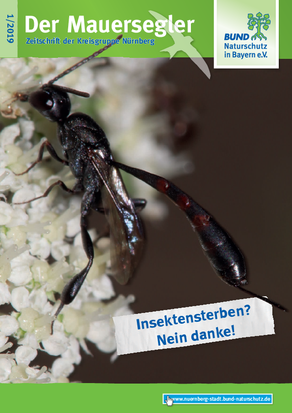 Mauersegler 1/2019