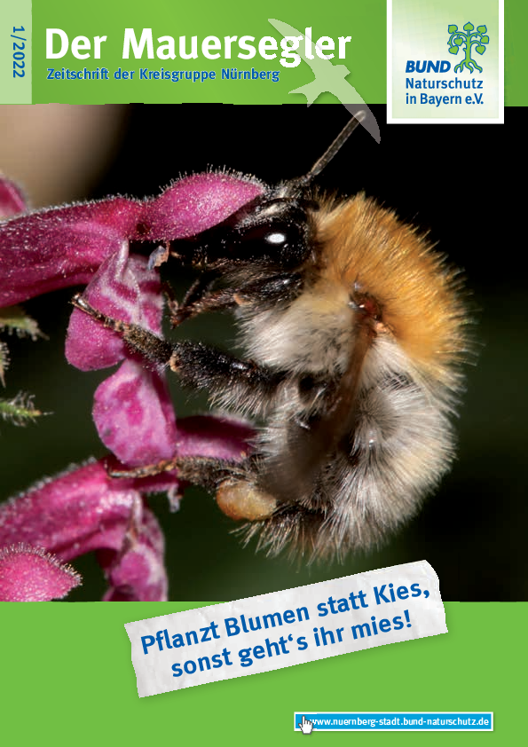 Titelbild Mauersegler 1/2022