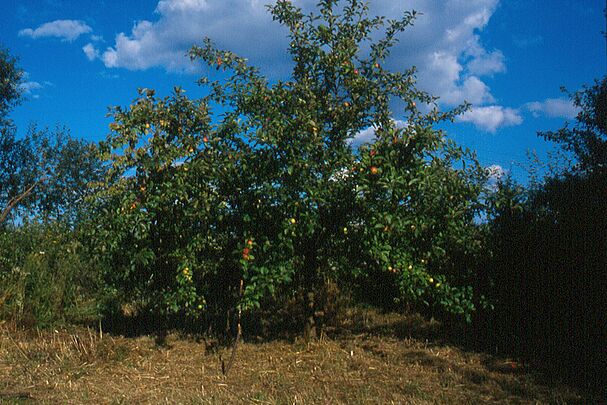 Streuobstwiese Kleingründlach