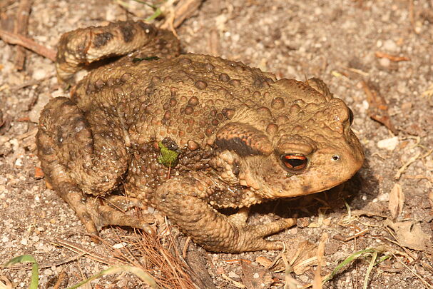 Erdkröte