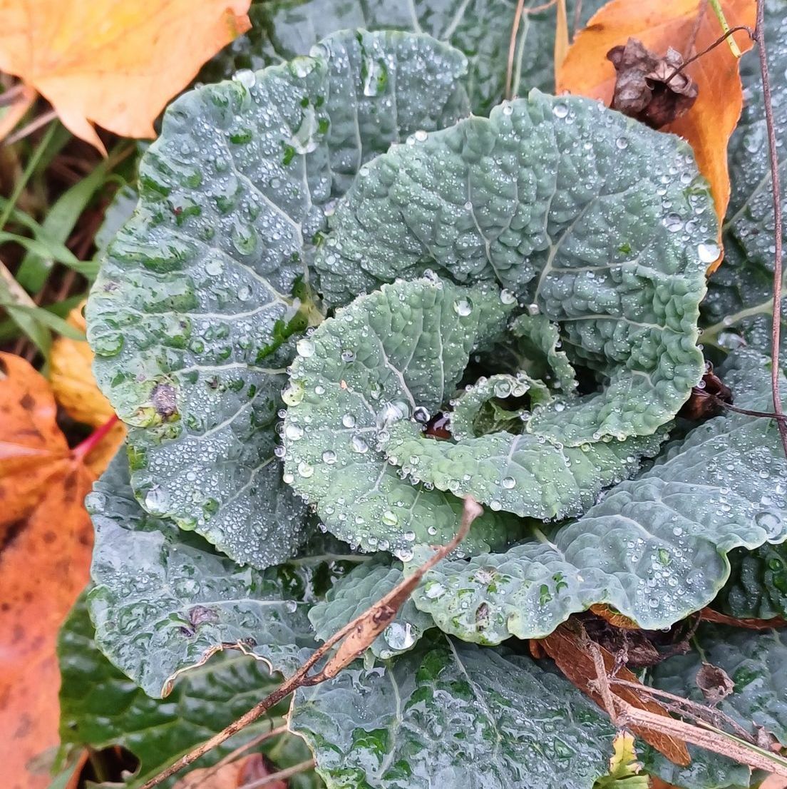 Wirsing (Foto: Sonja Moises) Wirsing