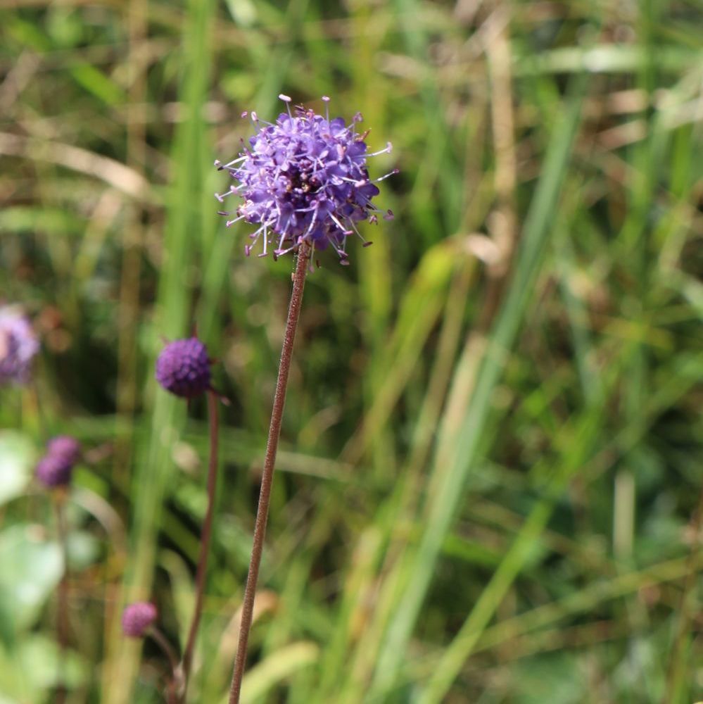 Gewöhnlicher Teufelsabbiss
