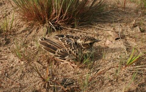 Küken der Heidelerche