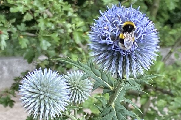 Hummel auf Kugeldistel
