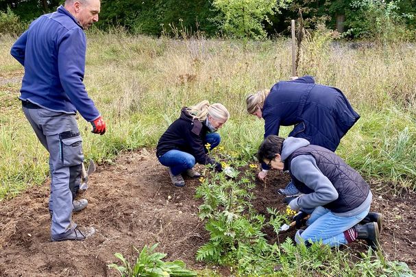 Blumenzwiebeln pflanzen