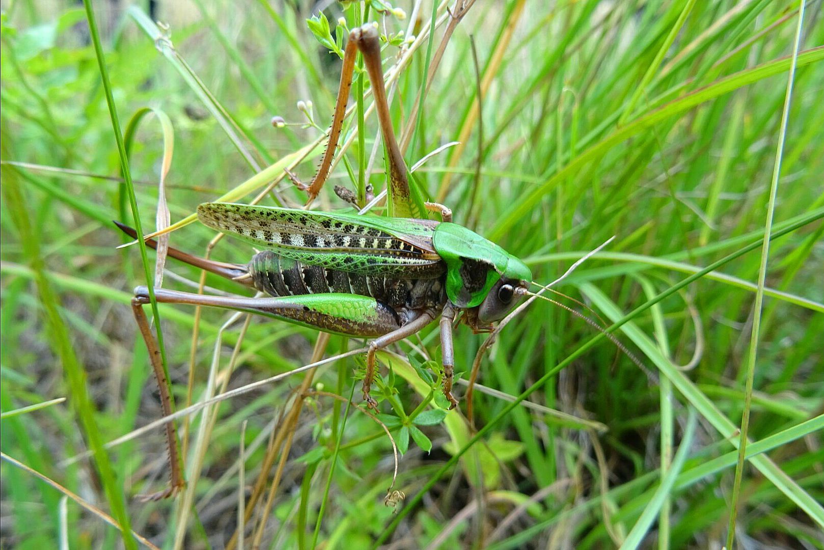 Decticus verrucivorus - Warzenbeißer (Weibchen)/Foto: Heike Wirth Decticus verrucivorus