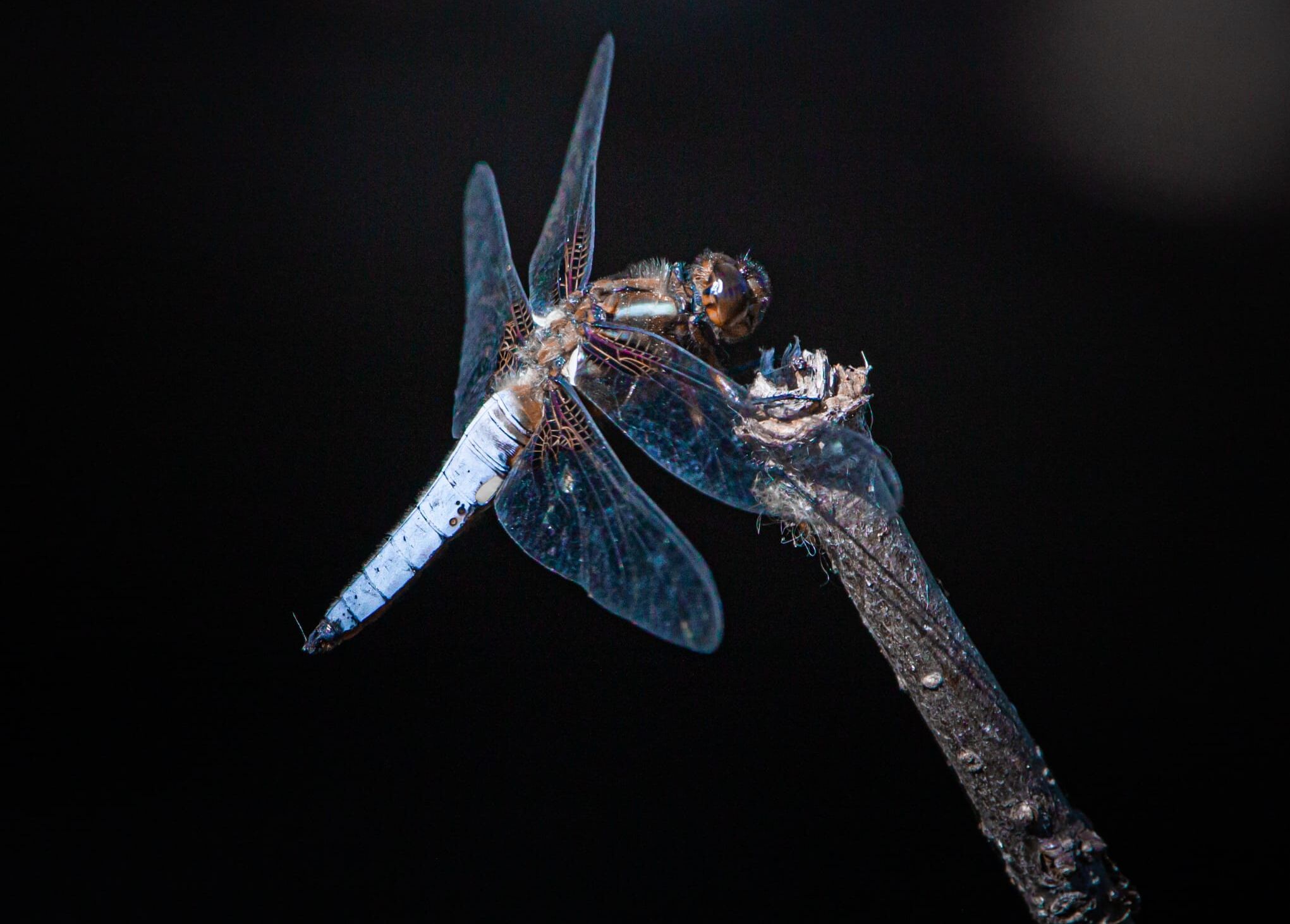 Plattbauch (Männchen)