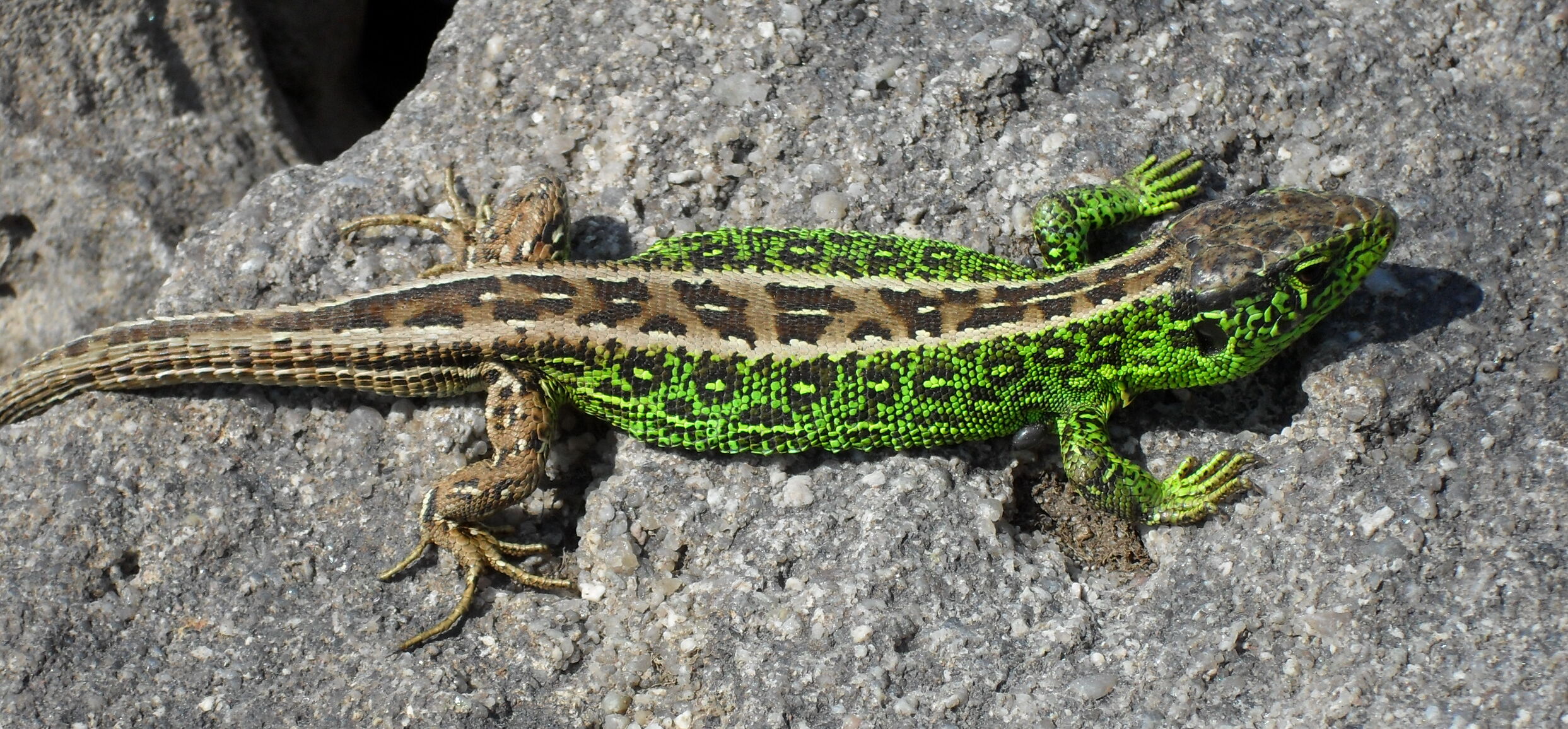 Zauneidechse (Lacerta agilis)