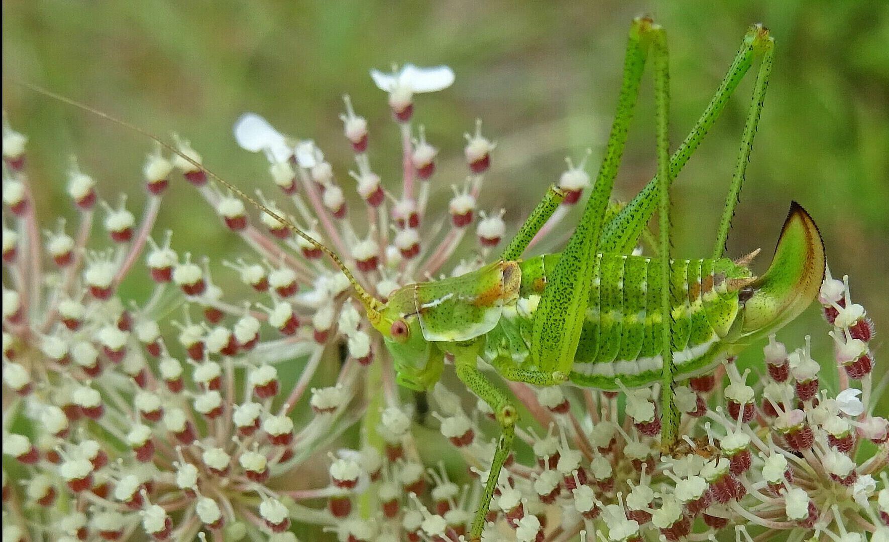 Leptophyes albovittata - Gestreifte Zartschrecke (Weibchen)/Foto: Heike Wirth Leptophyes albovittata