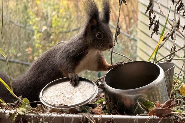 Eichhörnchen mit dunklem Fell (Foto: Brigitte Lutzner) Eichhörnchen mit dunklem Fell