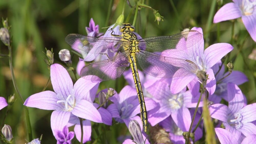 Westliche Keiljungfer