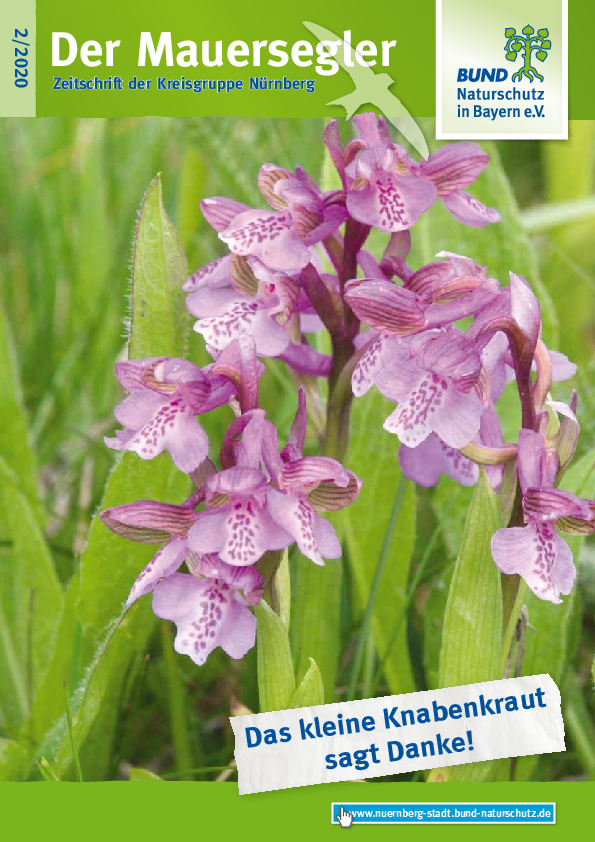 Mauersegler 2/2020