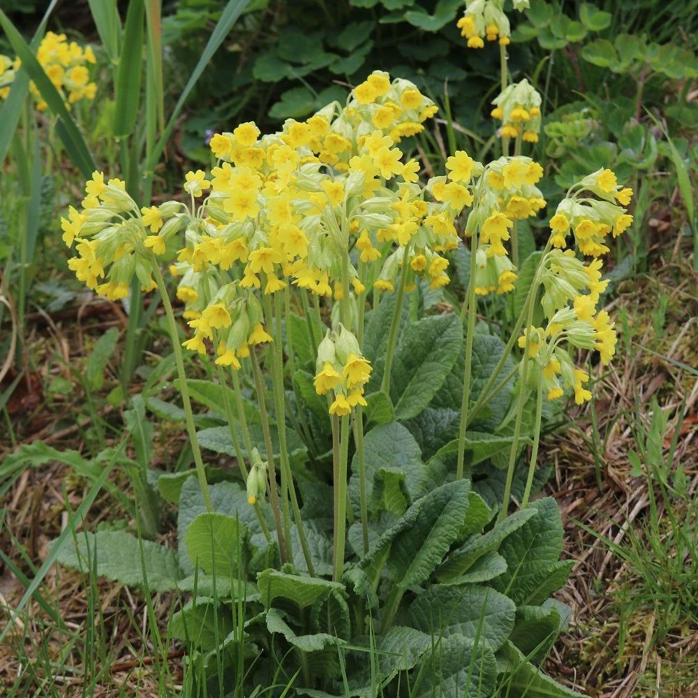 Echte Schlüsseelblume