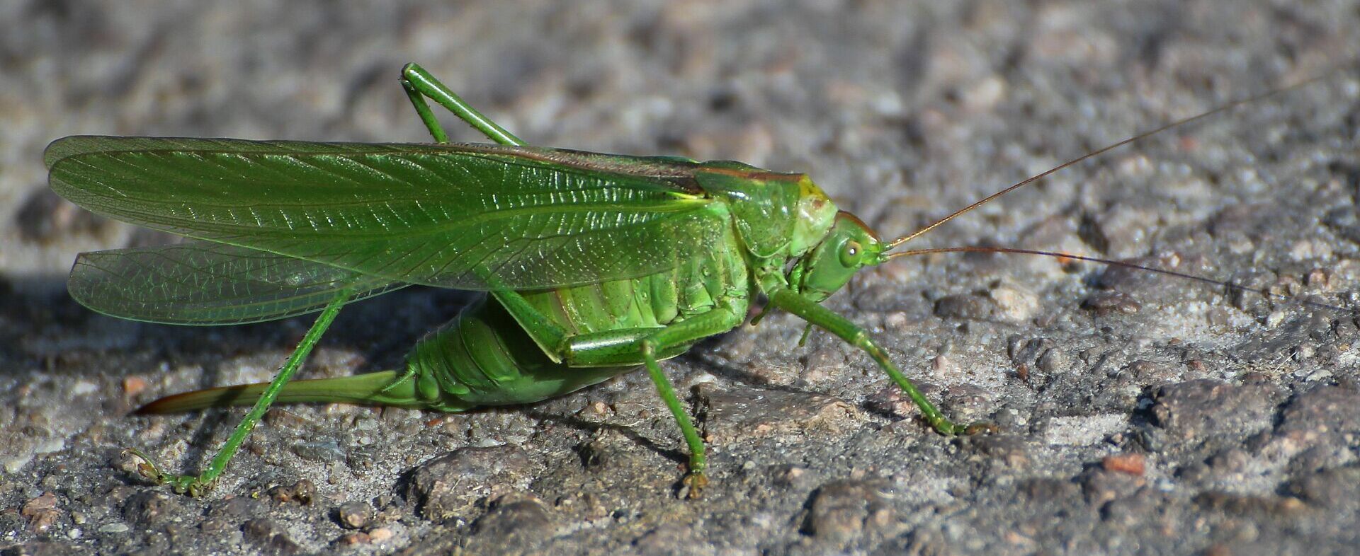Tettigonia viridissima - Grünes Heupferd (Weibchen)/Foto: Heike Wirth Tettigonia viridissima