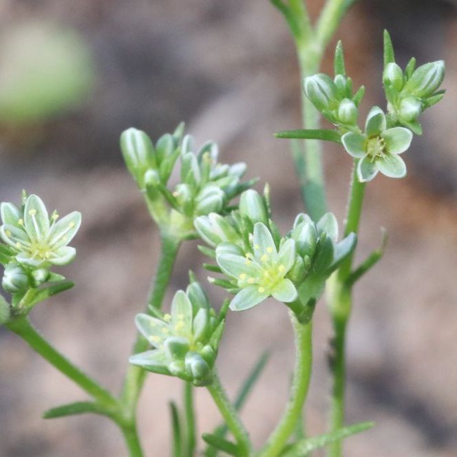 Ausdauernder Knäuel