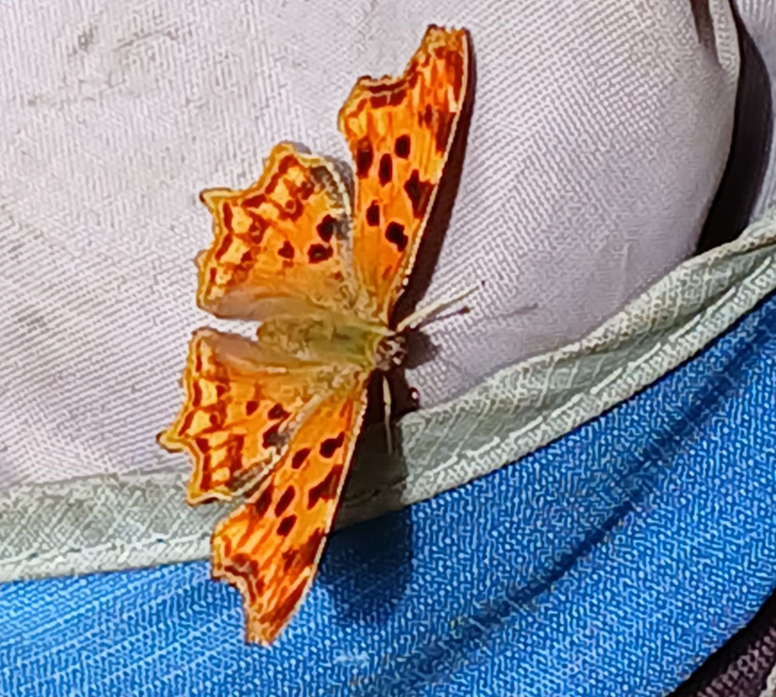 C-Falter (Foto: Sabine Scherer) C-Falter