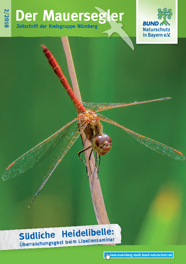 Mauersegler 2/2018