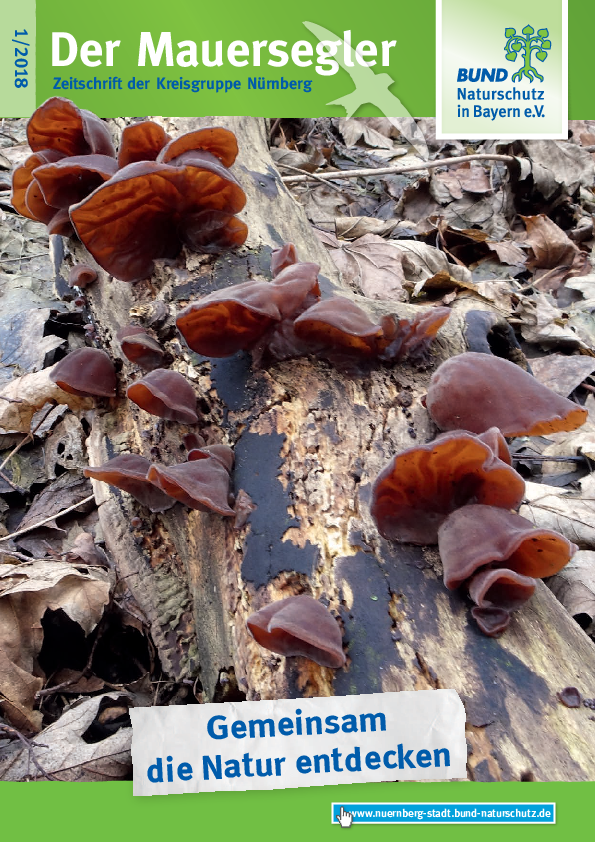Mauersegler 1/2018