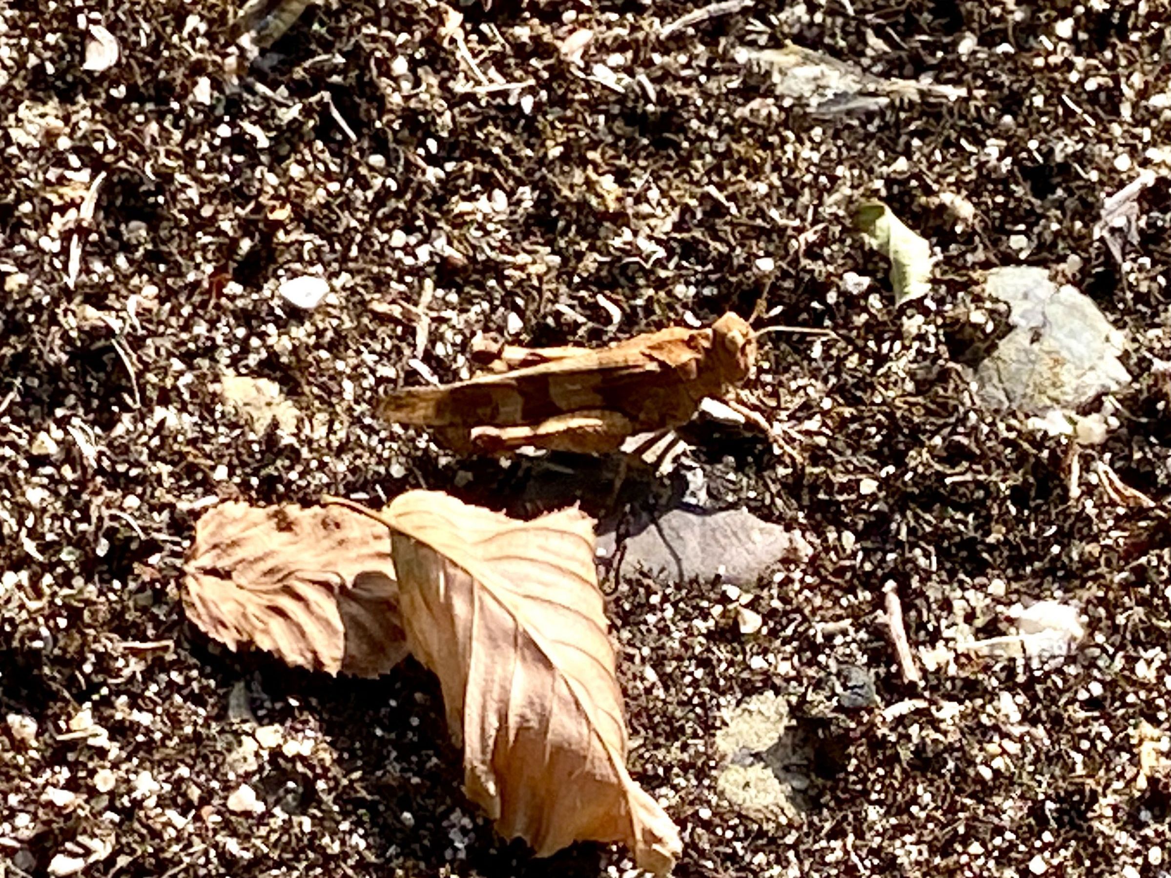 Blauflügelige Ödlandschrecke