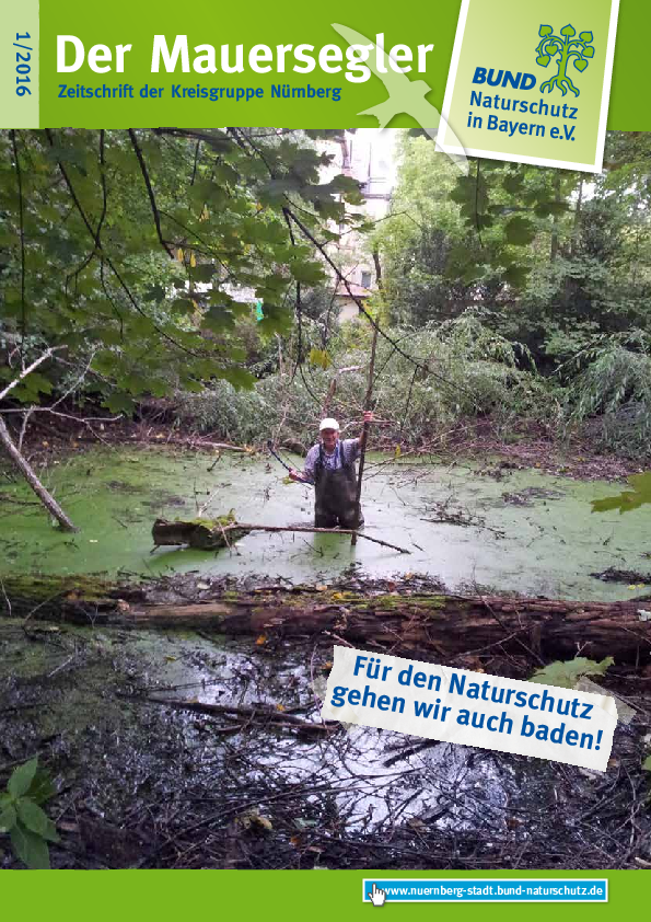 Mauersegler 1/2016