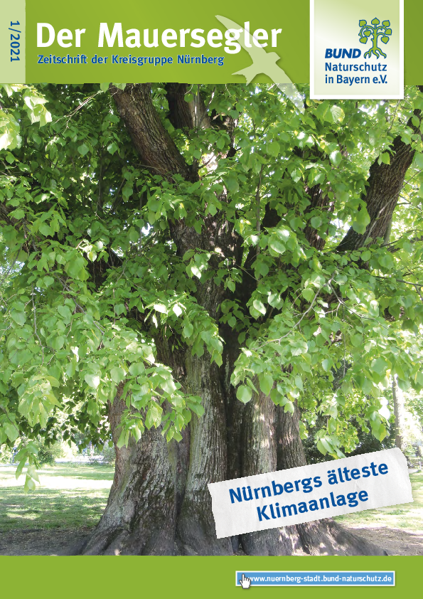 Mauersegler 01/2021
