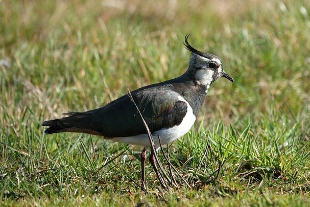 Kiebitz (Foto: Heike Wirth) Kiebitz