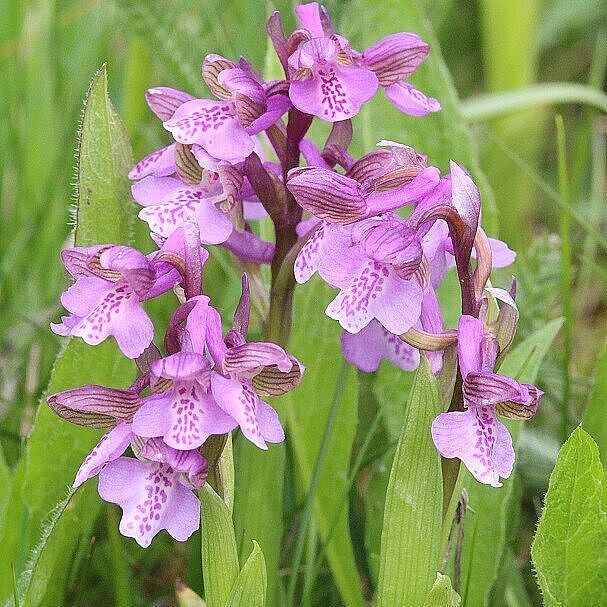 Anacamptis morio (Foto: Wolfgang Dötsch) Anacamptis morio