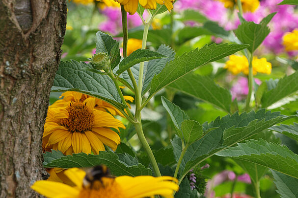 Sebalder Hofgärtchen