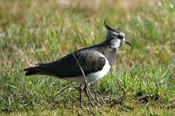 Kiebitz (Foto: Heike Wirth) Kiebitz