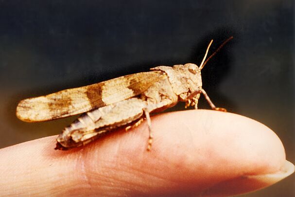 Blauflügelige Ödlandschrecke